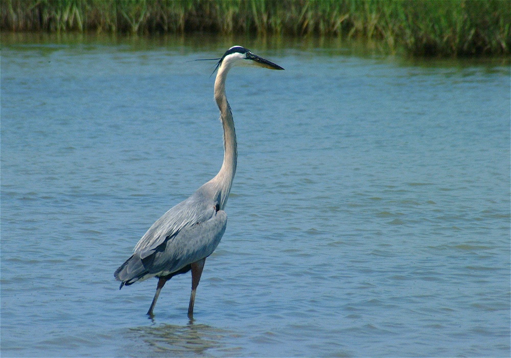 (23) Dscf3358 (great blue heron).jpg   (1000x701)   278 Kb                                    Click to display next picture